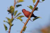Jamesons Firefinch - Lagonosticta rhodopareia