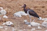 Abdims Stork - Ciconia abdimii
