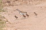 Greater painted-snipe - Rostratula benghalensis