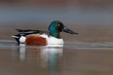 Shoveler - Anas clypeata