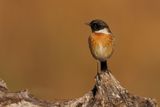 Eurasian Stonechat - Saxicola rubicola