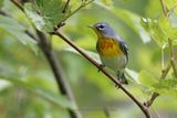 Northern parula - Setophaga americana