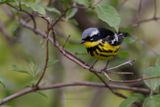 Magnolia Warbler - Setophaga magnolia
