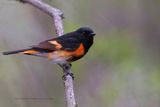 American Redstart - Setophaga ruticilla
