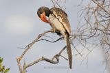 Monteiros Hornbill - Tockus monteiri