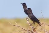 Cape Crow - Corvus capensis