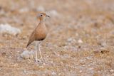 Burchells Courser - Cursorius rufus