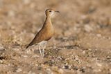 Burchells Courser - Cursorius rufus