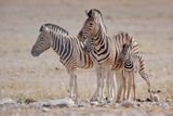 Plain Zebra - Equus quagga