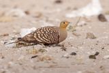 Namaqua Sandgrouse - Pterocles namaqua