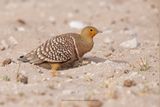 Namaqua Sandgrouse - Pterocles namaqua