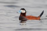 Ruddy Duck - Oxyura jamaicensis