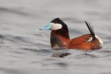 Ruddy Duck - Oxyura jamaicensis
