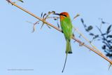 Bohms Bee-eater - Merops boehmi