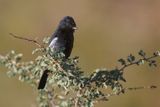 Carps Tit - Melaniparus carpi
