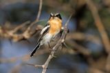 Pririt batis - Batis pririt