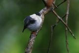 White-bearded Manakin - Manacus manacus