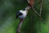 White-bearded Manakin - Manacus manacus