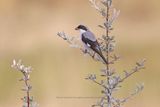 Lesser Grey-shrike - Lanius minor