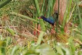 Allens Gallinule - Porphyrio alleni