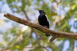 Arnots Chat - Myrmecocichla arnotti