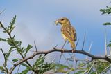 Southern Masked Weaver - Ploceus velatus