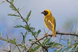 Southern Masked Weaver - Ploceus velatus