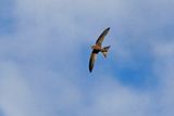 Bradfields Swift - Apud bradfieldi