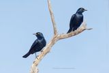 White-winged Starling - Onychognathus nabouroup