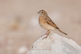 Lark-like Bunting - Emberiza impetuani
