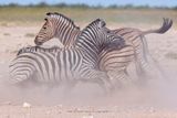 Plain Zebra - Equus quagga