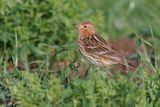 Red-throated Pipit - Anthus cervinus