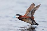 Ruddy Duck - Oxyura jamaicensis