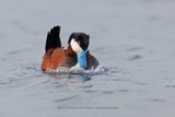 Ruddy Duck - Oxyura jamaicensis