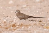 Namaqua Dove - Oena capensis