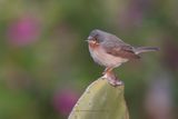 Subalpine warbler - Sylvia cantillans