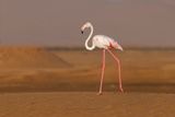 Greater Flamingo - Phoenicopterus roseus