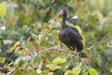 Bare-faced Ibis - Phisomus infuscatus