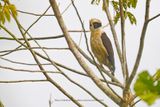 Laughing falcon - Herpetotheres cachinnans