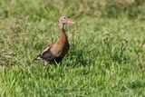 Black-bellied Whistling duck - Dendrocygna autumnalis