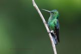 Steely-vented hummingbird - Saucerottia saucerottei
