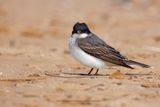 Eastern Kingbird - Tyrannus tyrannus