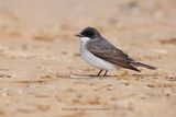 Eastern Kingbird - Tyrannus tyrannus