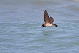 Cliff Swallow - Petrochelidon pyrrhonota