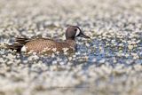 Blue-winged Teal - Anas discors