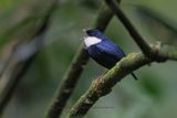 White-bibbed Manakin - Corapipo leucorrhoa