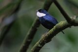 White-bibbed Manakin - Corapipo leucorrhoa