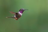 Purple-throated Woodstar - Philodice mitchellii