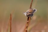 Rufous-winged Cisticola - Cisticola galactotes