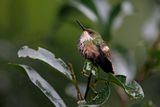 Festive Coquette - Lophornis chalybeus